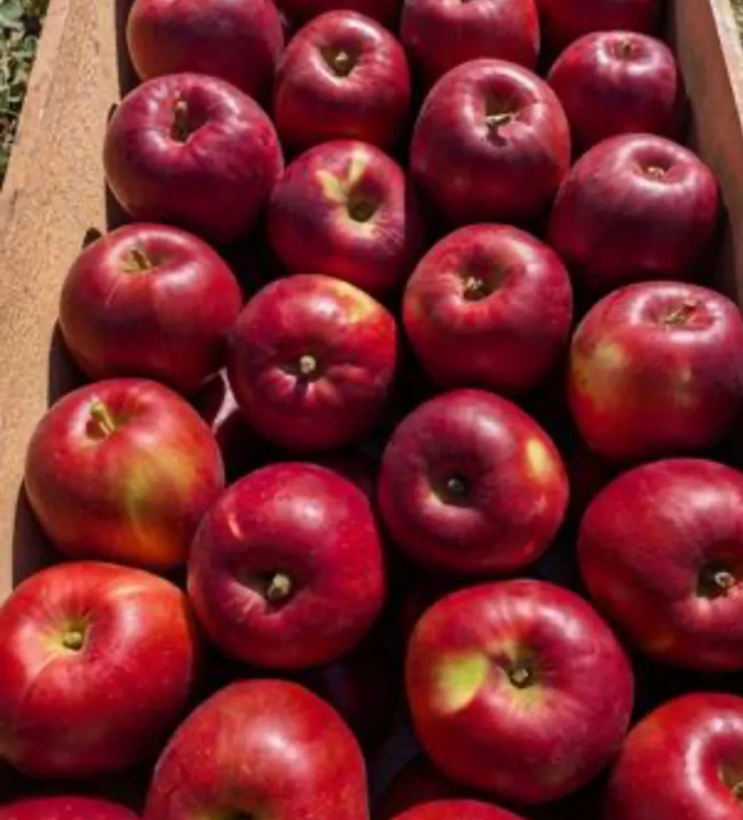 🍎【福島県福島市から、甘酸っぱい「紅玉」をお届け】🍎