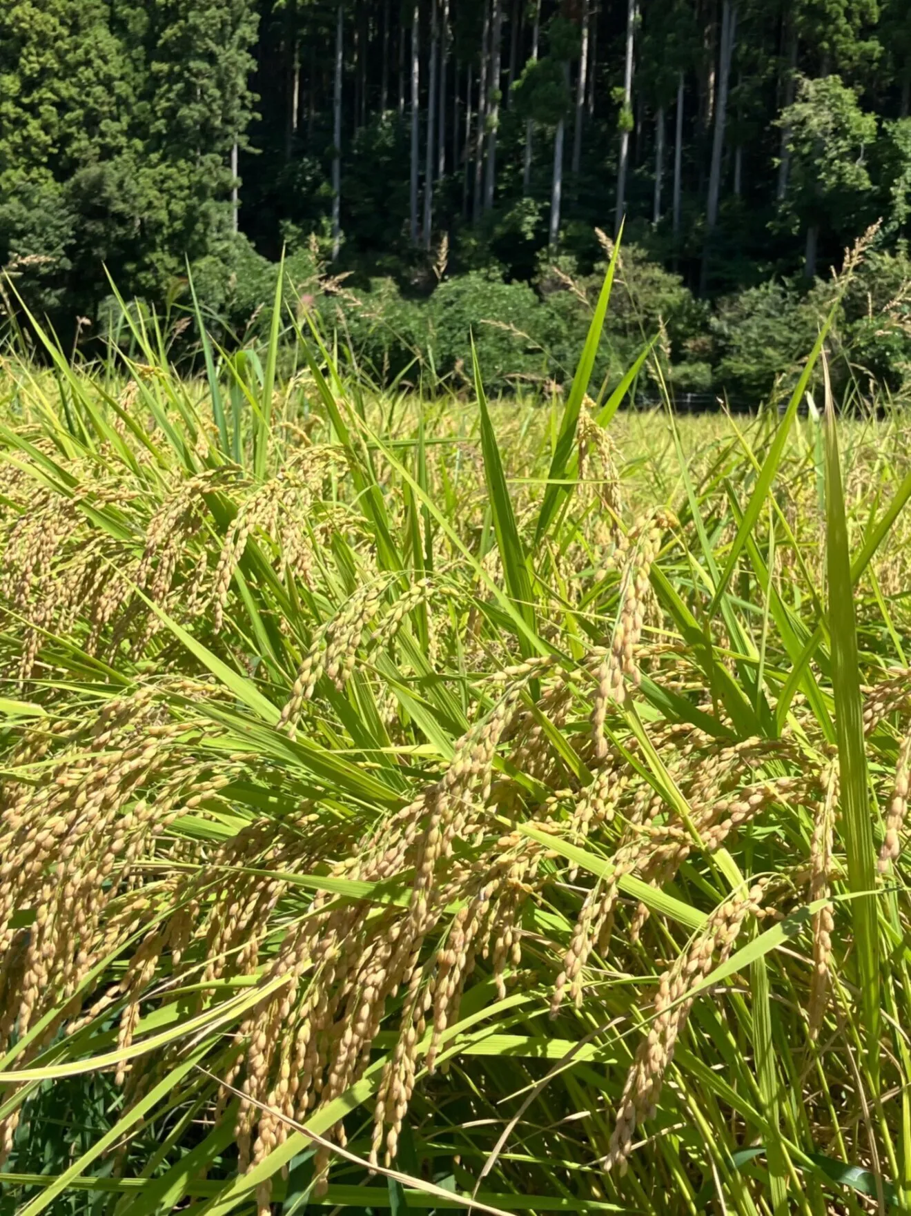 令和8年産  鹿も狙ううまい米 5kg(コシヒカリ・無洗米)【秋の味覚】
