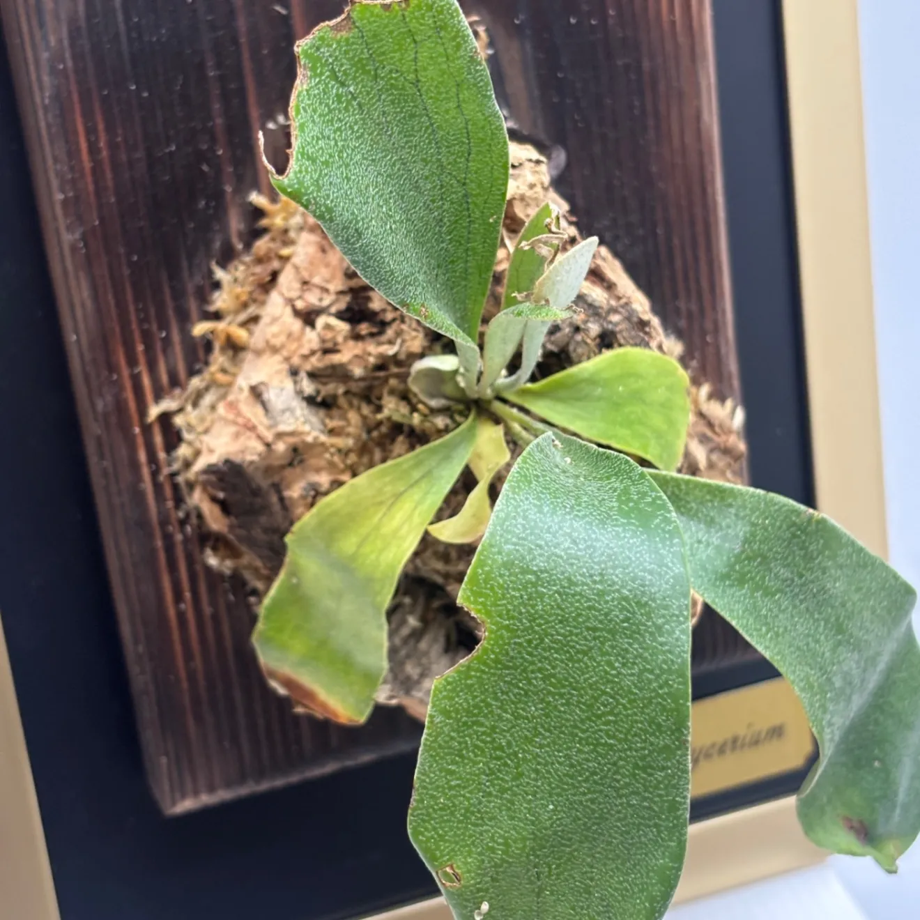 《育つ絵 - 額に飾る観葉植物》生きたビカクシダ(コウモリラン)〔交雑種〕　#LA025