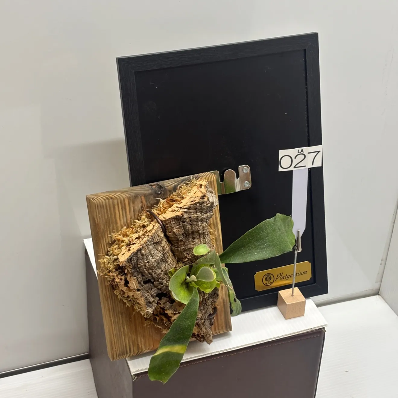 《育つ絵 - 額に飾る観葉植物》生きたビカクシダ(コウモリラン)〔交雑種〕　#LA027