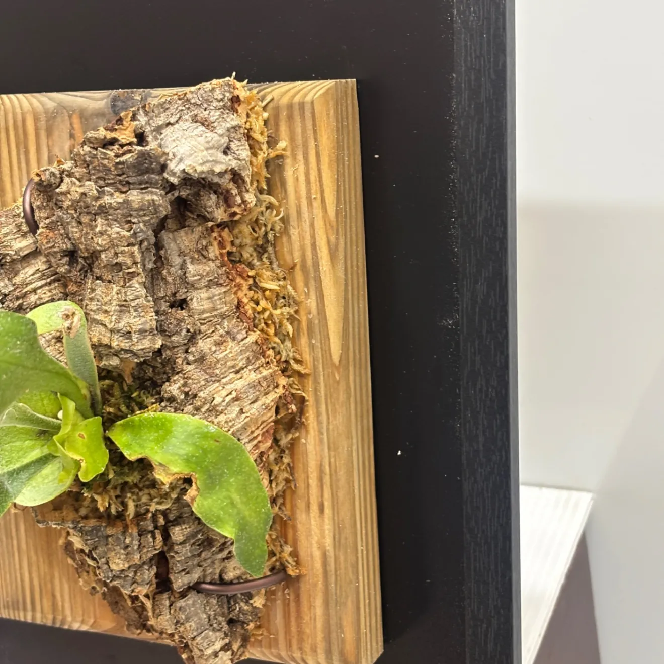 《育つ絵 - 額に飾る観葉植物》生きたビカクシダ(コウモリラン)〔交雑種〕　#LA027