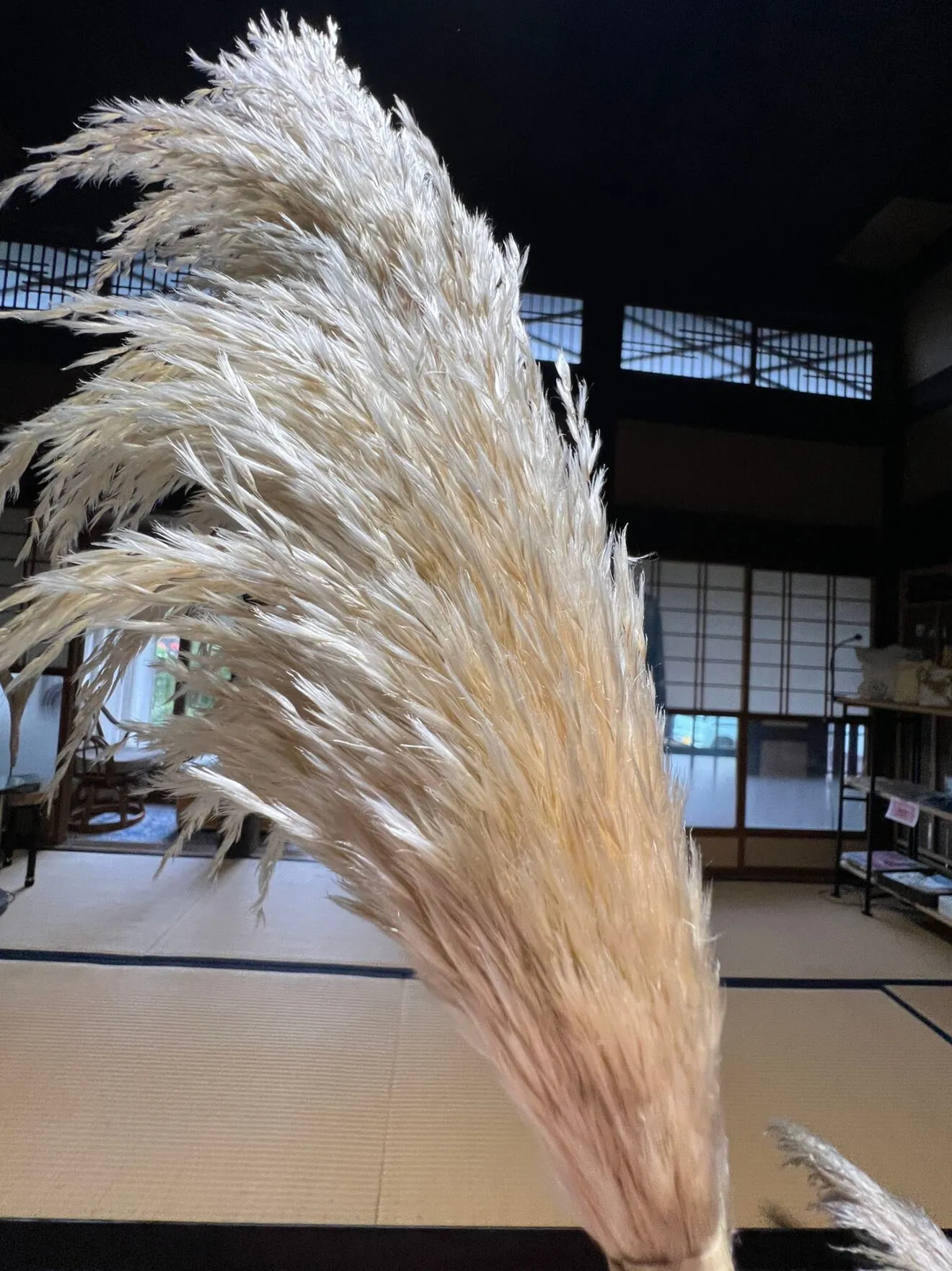 花穂40センチ以上！　2026年収穫ふわふわもふもふのパンパスグラス3本セット