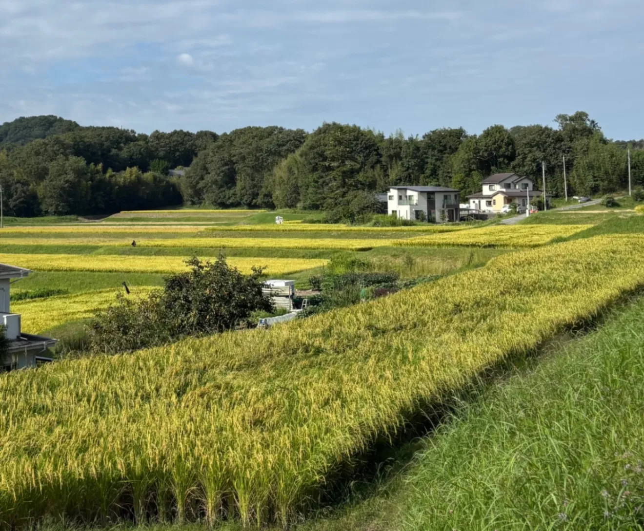 【令和8年産 新米】兵庫県神戸市北区淡河町産 ミルキークィーン 白米10kg