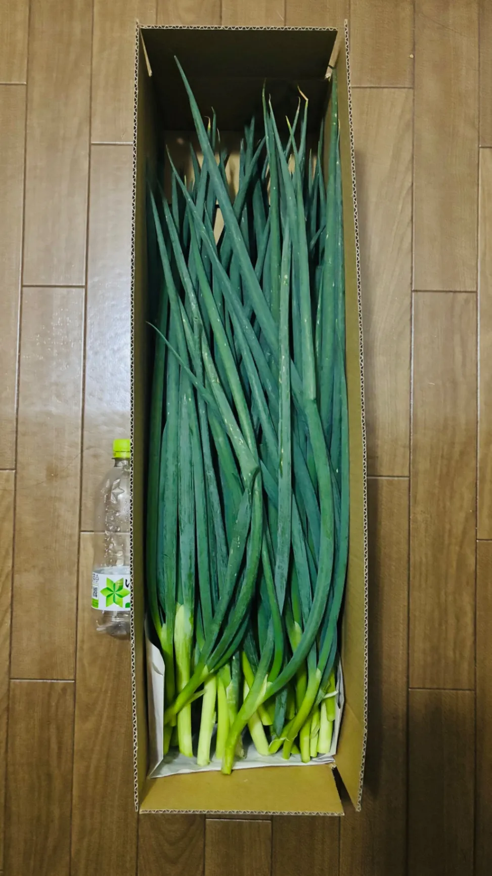 【訳あり・お試し】京都の伝統野菜 九条ねぎ 1kg 送料込み