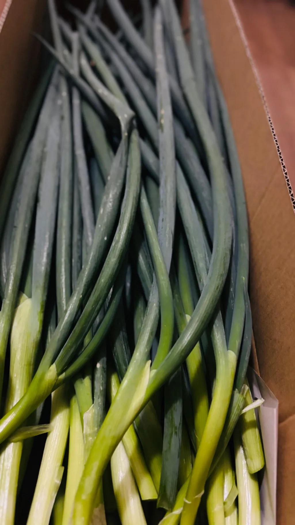 【訳あり・お試し】京都の伝統野菜 九条ねぎ 1kg 送料込み