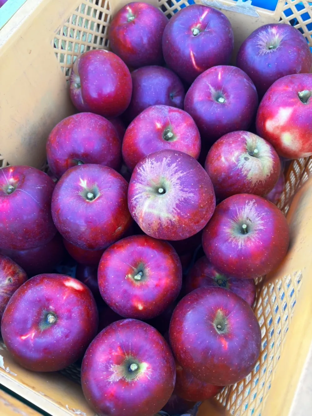 🍎【福島県福島市から、甘酸っぱい「紅玉」をお届け】🍎