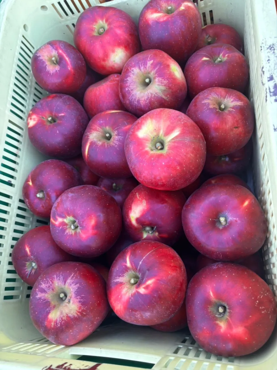 🍎【福島県福島市から、甘酸っぱい「紅玉」をお届け】🍎