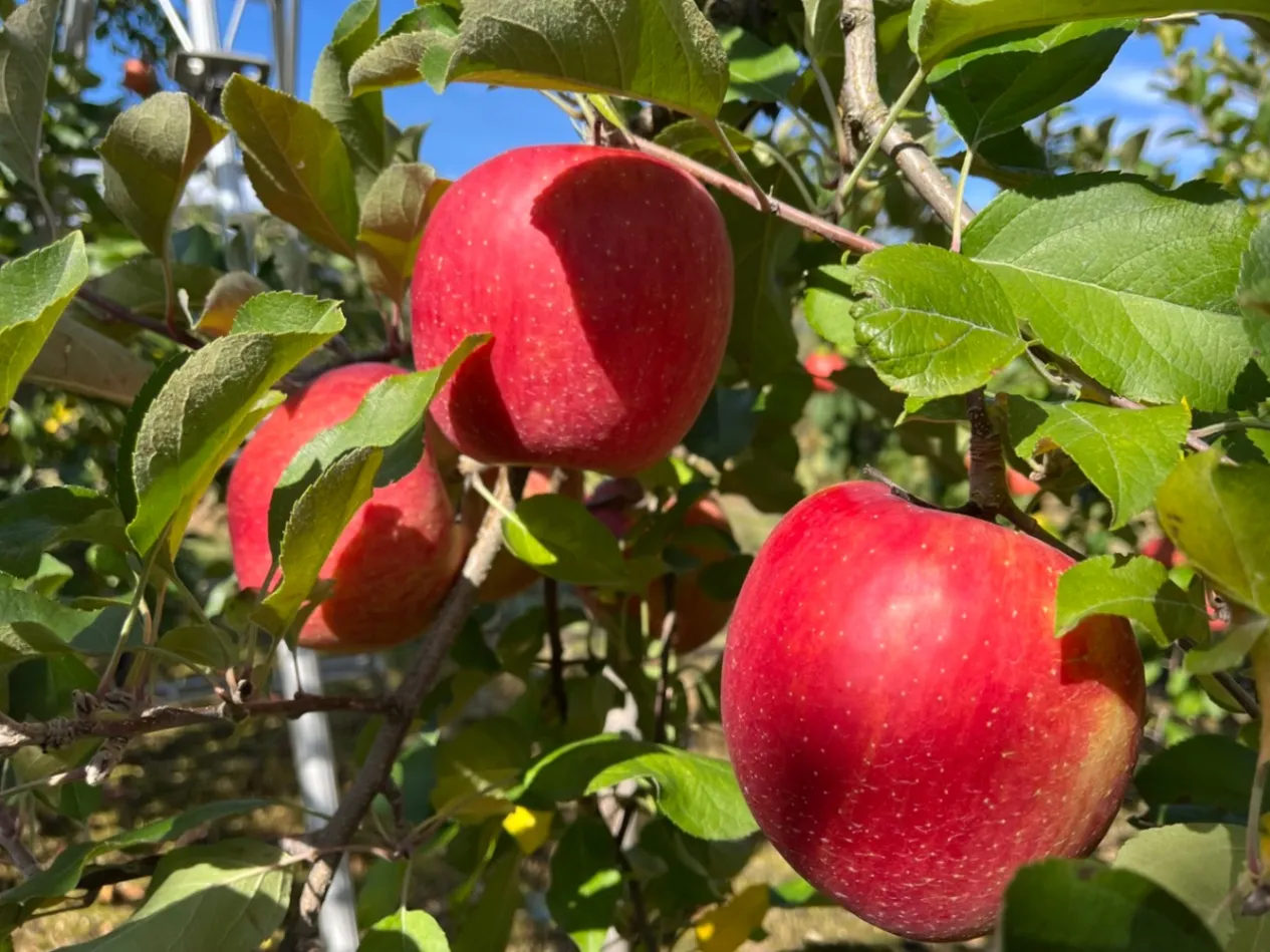 🍎【福島県福島市から、甘くてジューシーな「シナノスイート」をお届け】🍎