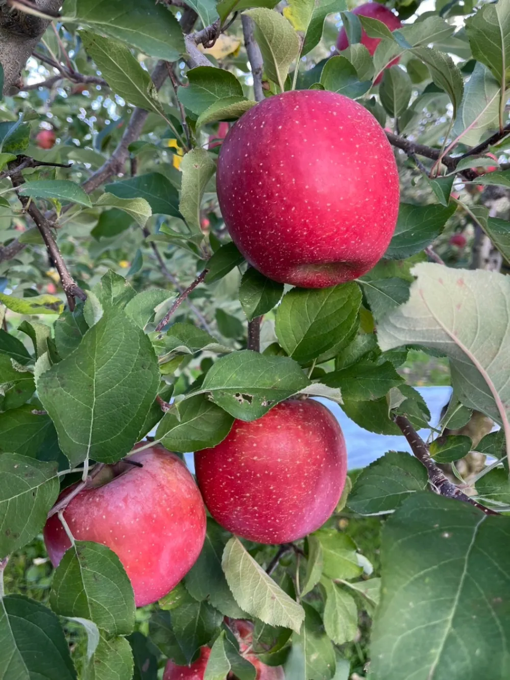 🍎【福島県福島市から、甘くてジューシーな「シナノスイート」をお届け】🍎