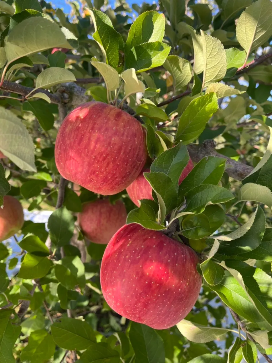 🍎【福島県福島市から、甘くてジューシーな「シナノスイート」をお届け】🍎
