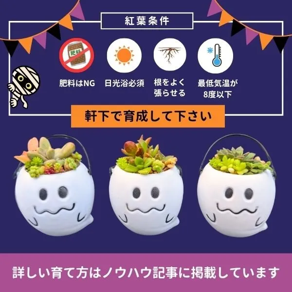 ハロウィン】オバケ寄せ植え｜リベシティ市場