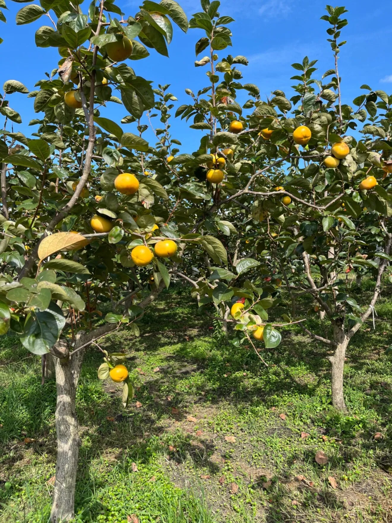 表面キズなどあり
福岡県産たいしゅう（太秋）柿【Lサイズ、5玉 】
