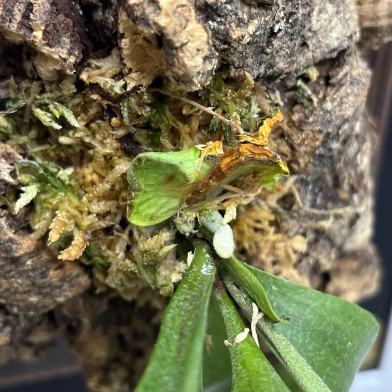 《育つ絵 - 額に飾る観葉植物》生きたビカクシダ(コウモリラン)〔交雑種〕　#LA026