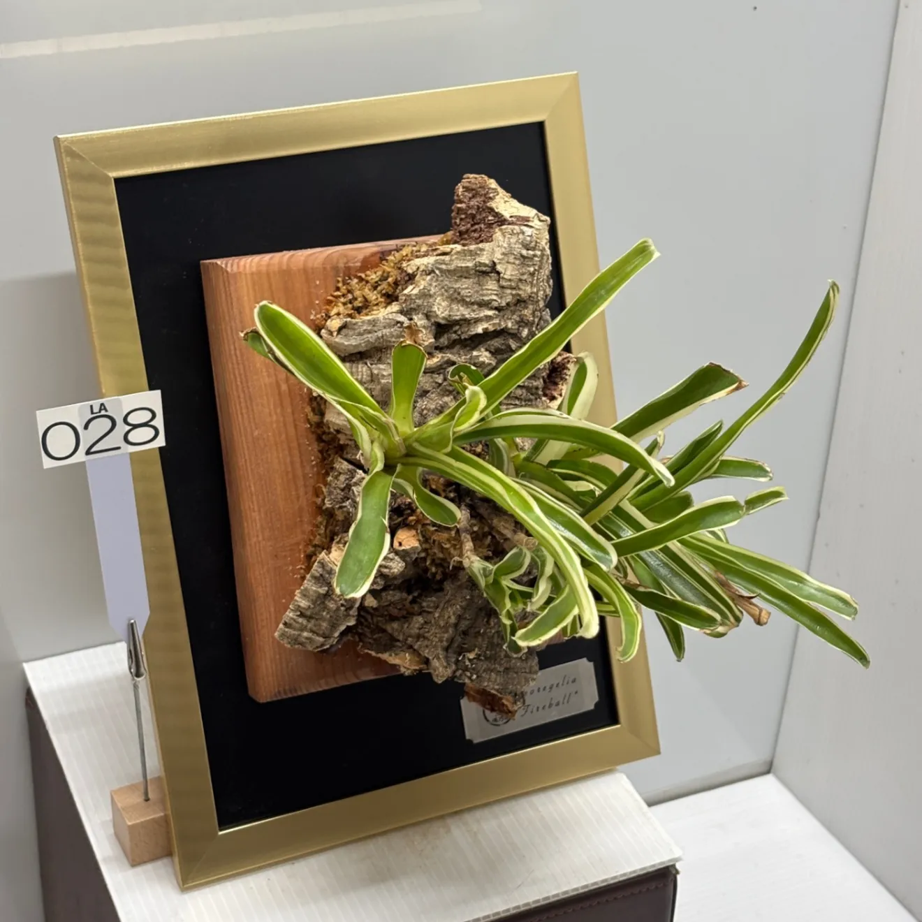 《育つ絵 - 額に飾る観葉植物》生きた斑入りネオレゲリア『ファイヤーボール』　#LA028