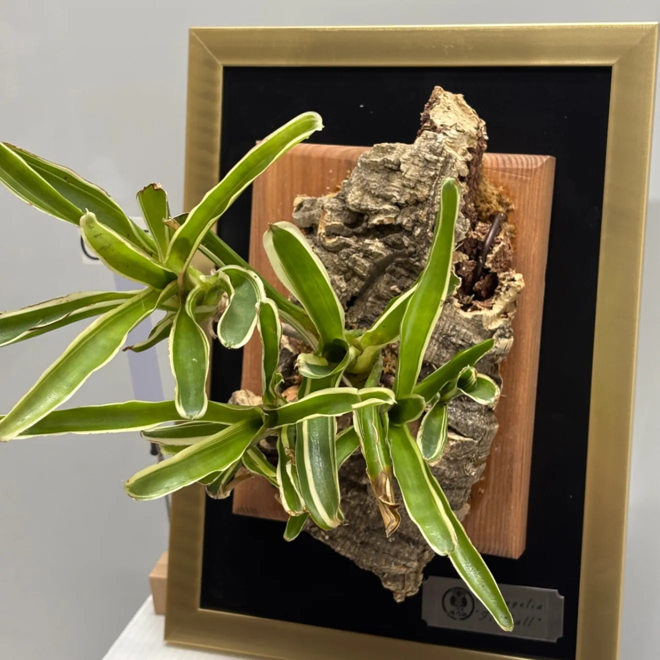 《育つ絵 - 額に飾る観葉植物》生きた斑入りネオレゲリア『ファイヤーボール』　#LA028