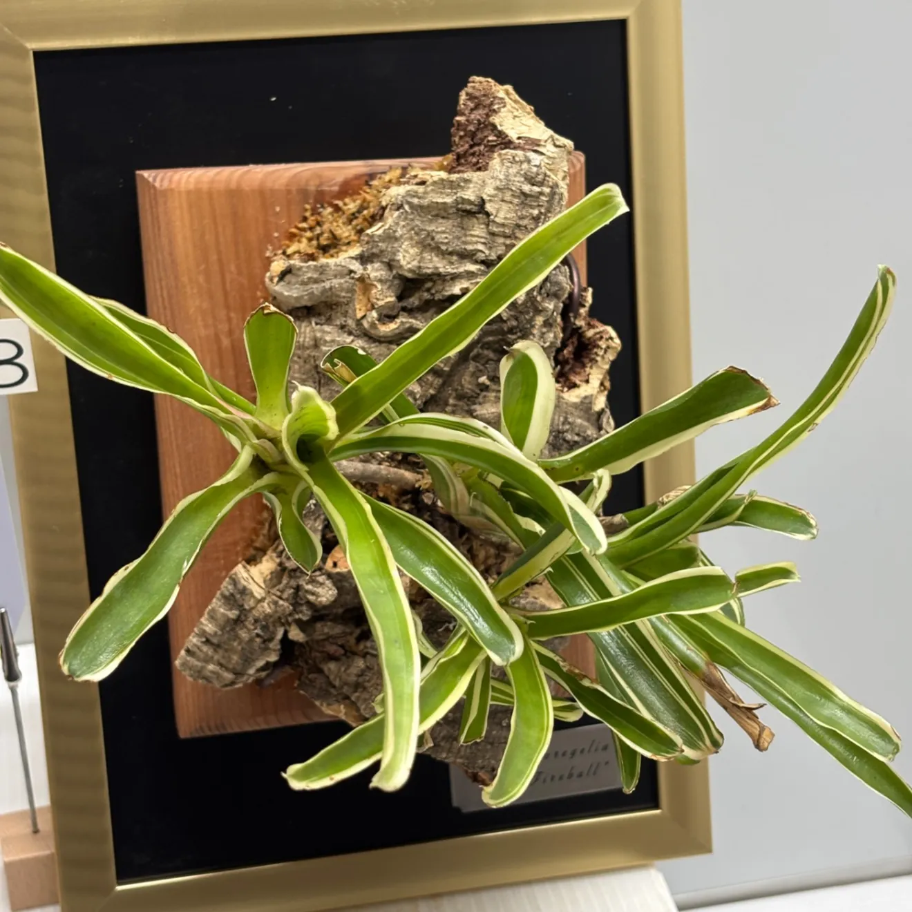 《育つ絵 - 額に飾る観葉植物》生きた斑入りネオレゲリア『ファイヤーボール』　#LA028