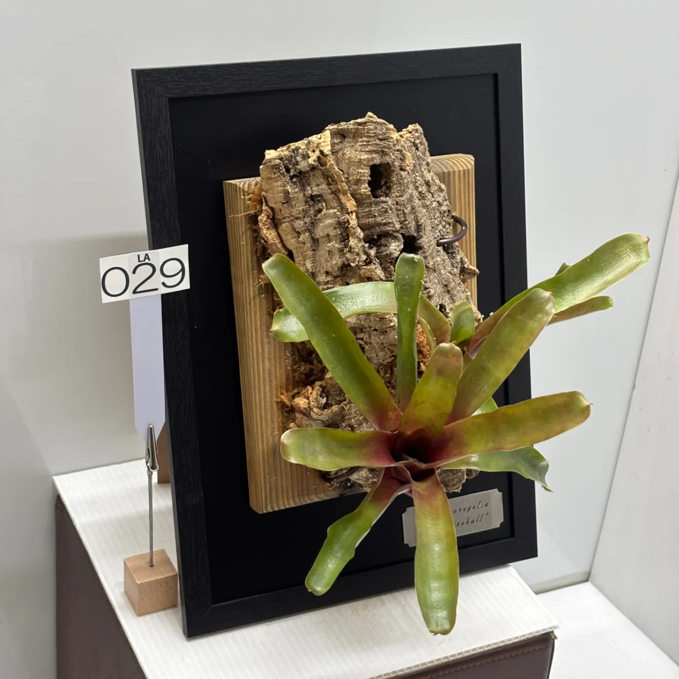 《育つ絵 - 額に飾る観葉植物》生きたネオレゲリア『ファイヤーボール』　#LA029