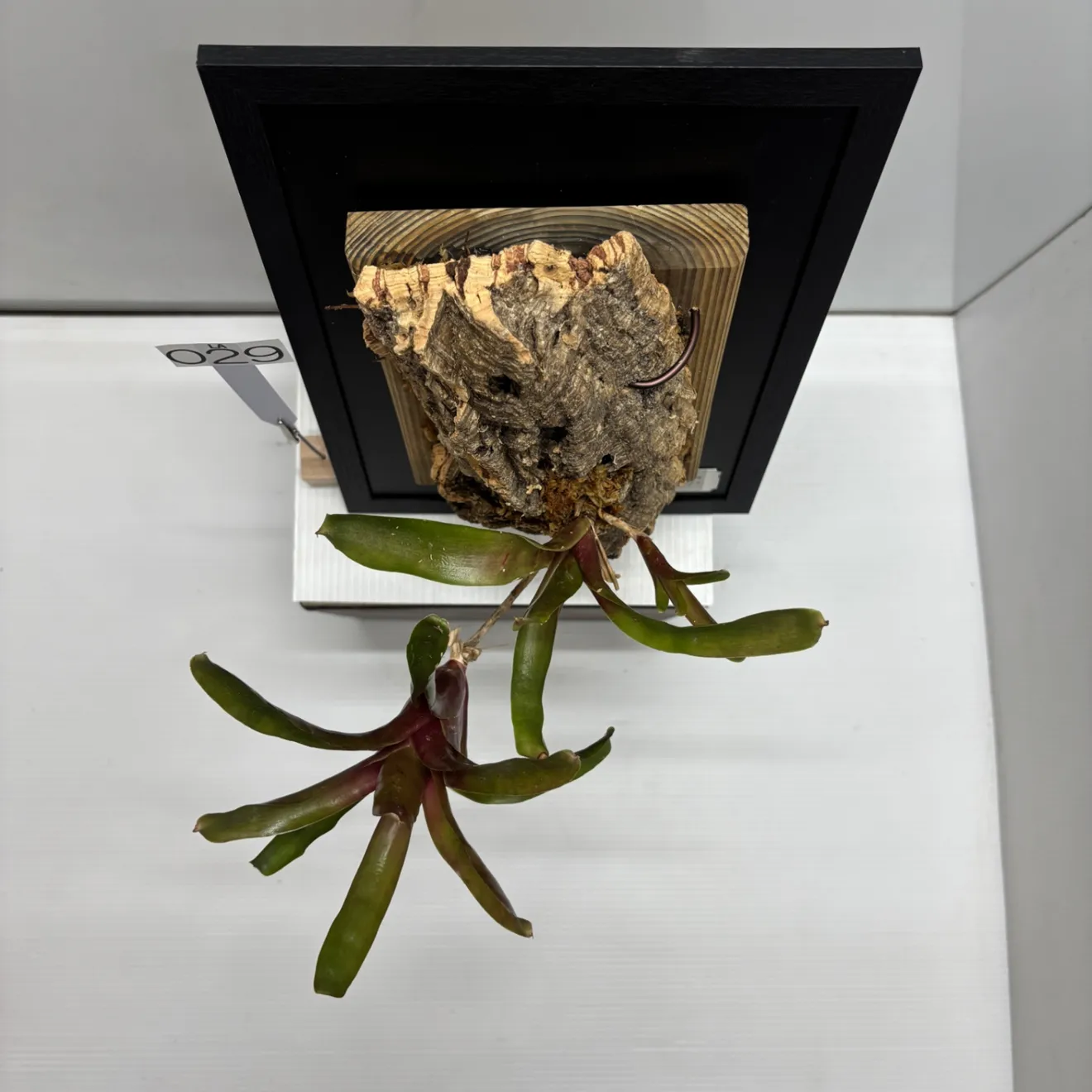 《育つ絵 - 額に飾る観葉植物》生きたネオレゲリア『ファイヤーボール』　#LA029