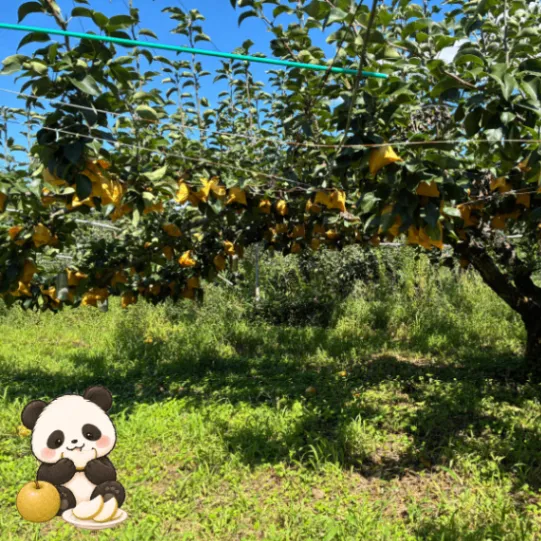 🍐【鳥取県産】大玉・甘くて美味しい新興梨！13個入り（5kg以上）ご家庭用