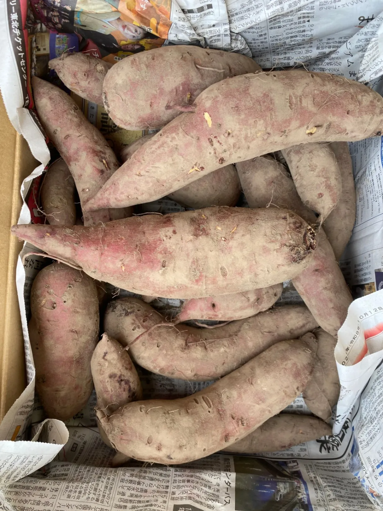 シルクスイート　青森県十和田市産  5kg　農薬不使用　【秋の味覚】