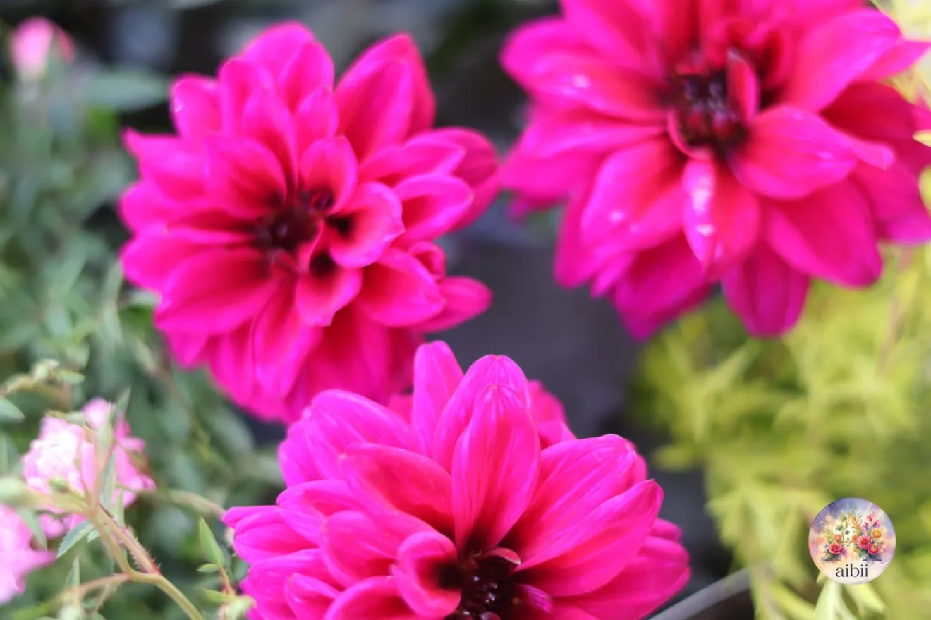 深紅のダリア「テンプテーション」とミニバラの花苗セット ６ポット