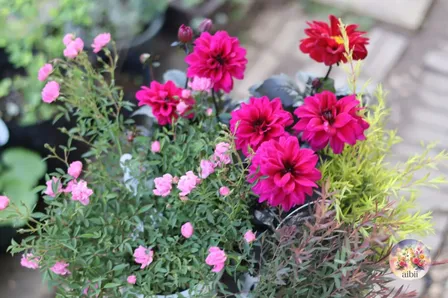 深紅のダリア「テンプテーション」とミニバラの花苗セット ６ポット