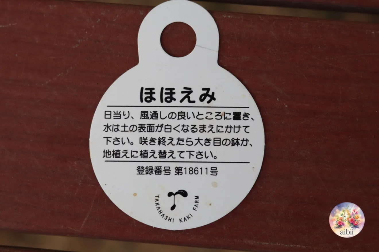 ころんと可憐な八重咲き ミニバラ「ほほえみ」４号鉢 １ポット