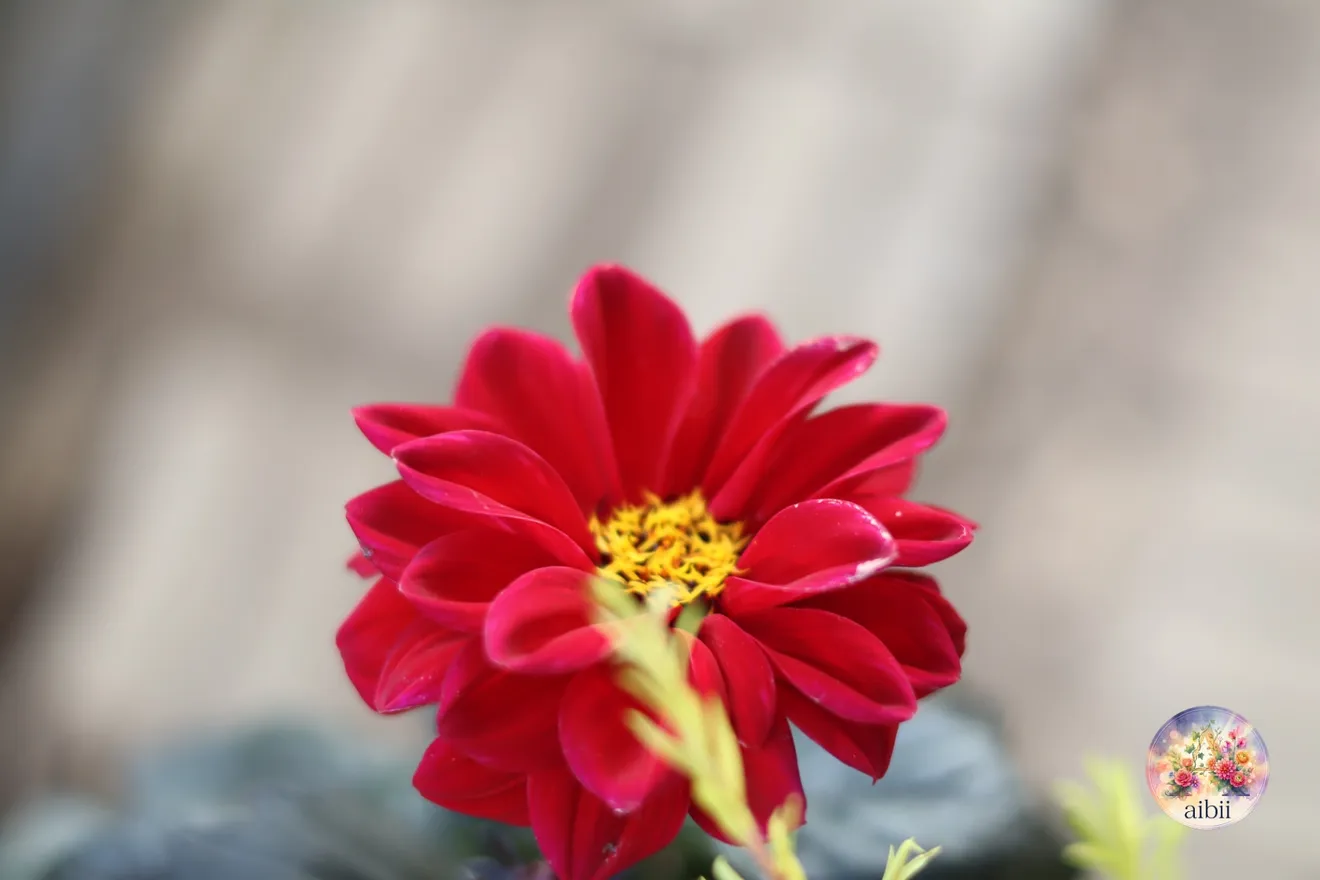 深紅のダリア「テンプテーション」とミニバラの花苗セット ６ポット