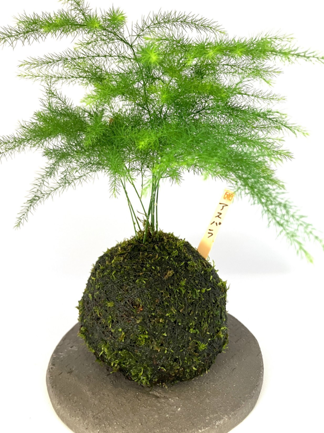 アスパラの苔玉｜ふんわり繊細グリーン｜和モダンインテリア・卓上盆栽