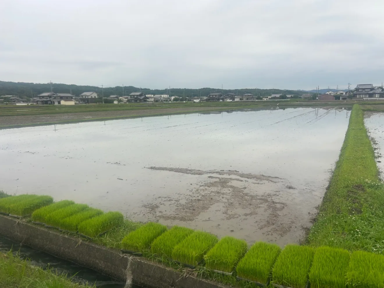 【新米・令和8年産】兵庫県産ヒノヒカリ 白米3kg 農家直送・自家製のお米！ご注文後に精米して発送