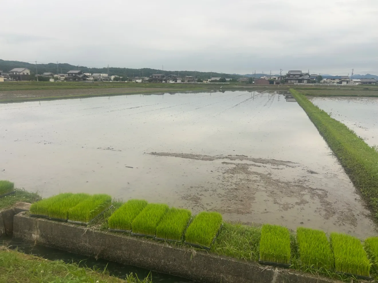 【新米・令和8年産】兵庫県産ヒノヒカリ 玄米5kg 農家直送・自家製のお米！
