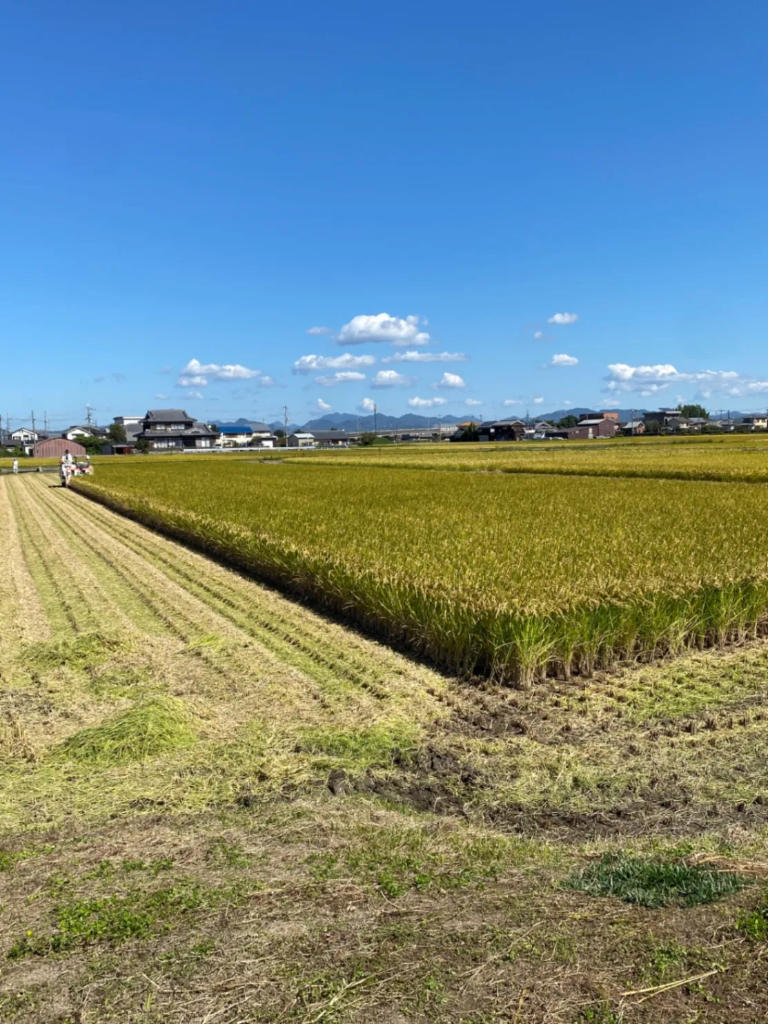【新米・令和8年産】兵庫県産ヒノヒカリ 玄米5kg 農家直送・自家製のお米！