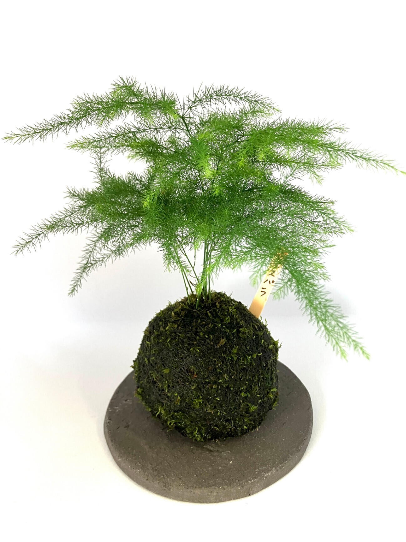 アスパラの苔玉｜ふんわり繊細グリーン｜和モダンインテリア・卓上盆栽