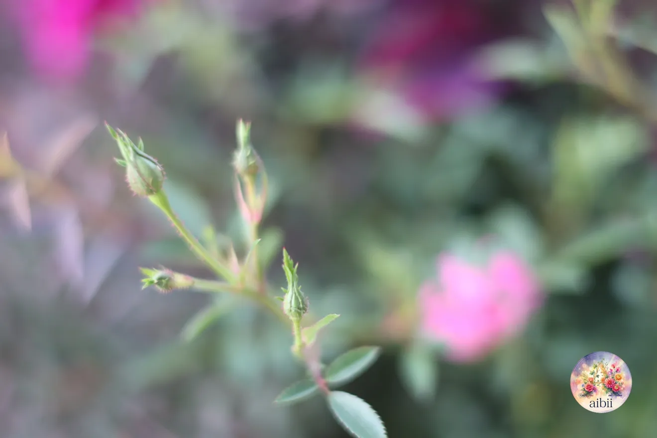 深紅のダリア「テンプテーション」とミニバラの寄せ植え　ブリキ鉢