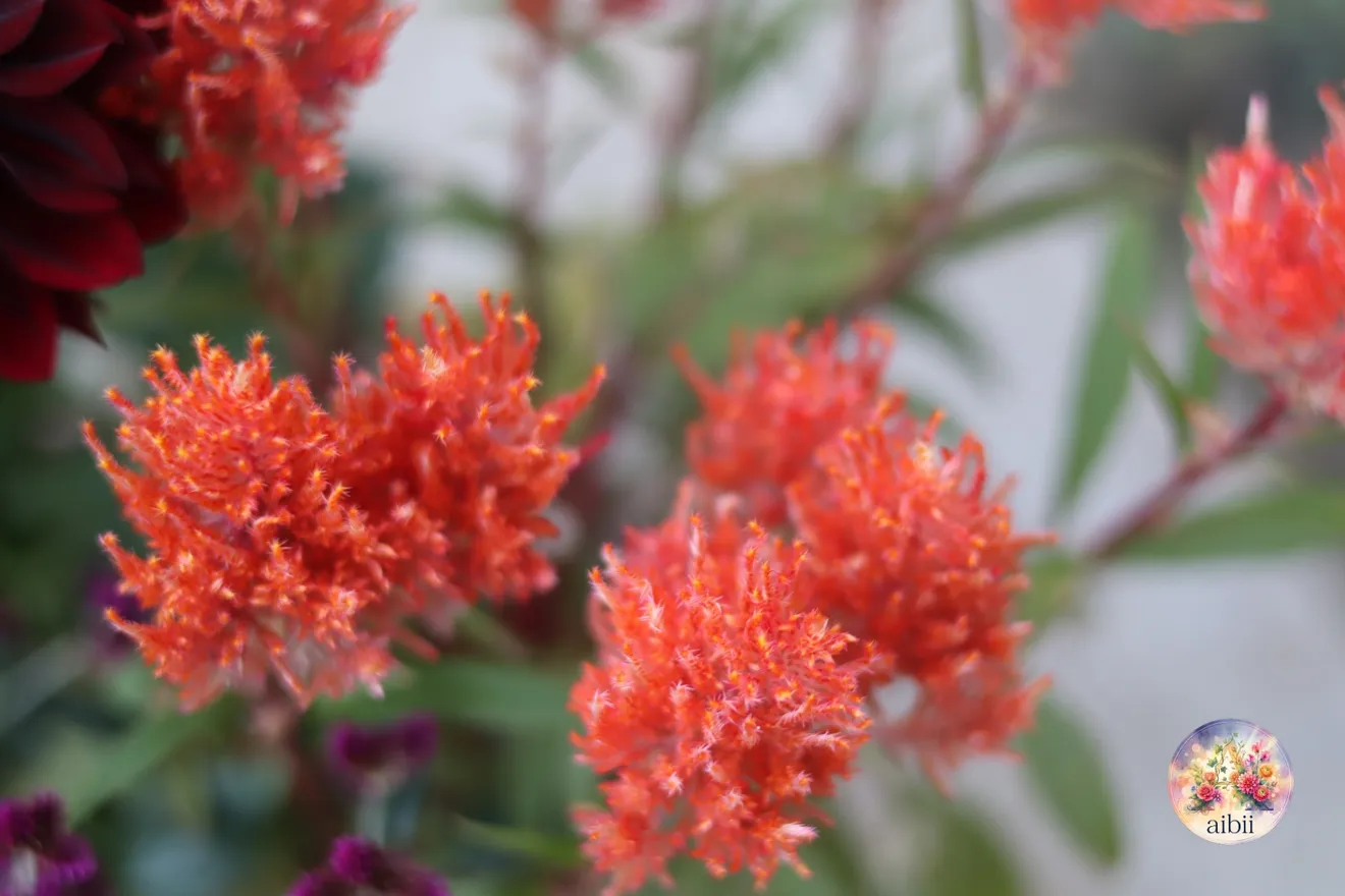 深紅のダリア「黒蝶」とケイトウの寄せ植え　茶色のカゴ