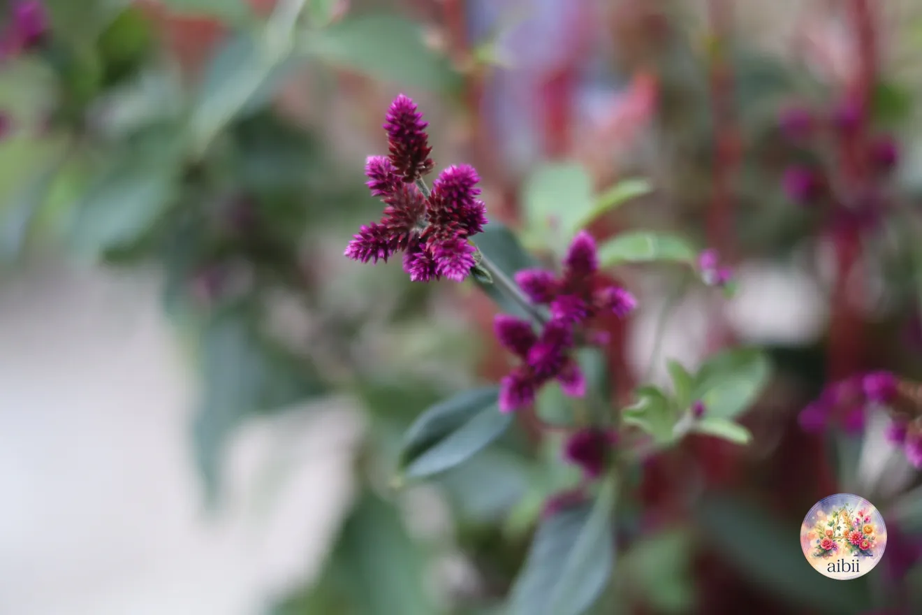 深紅のダリア「黒蝶」とケイトウの寄せ植え　茶色のカゴ