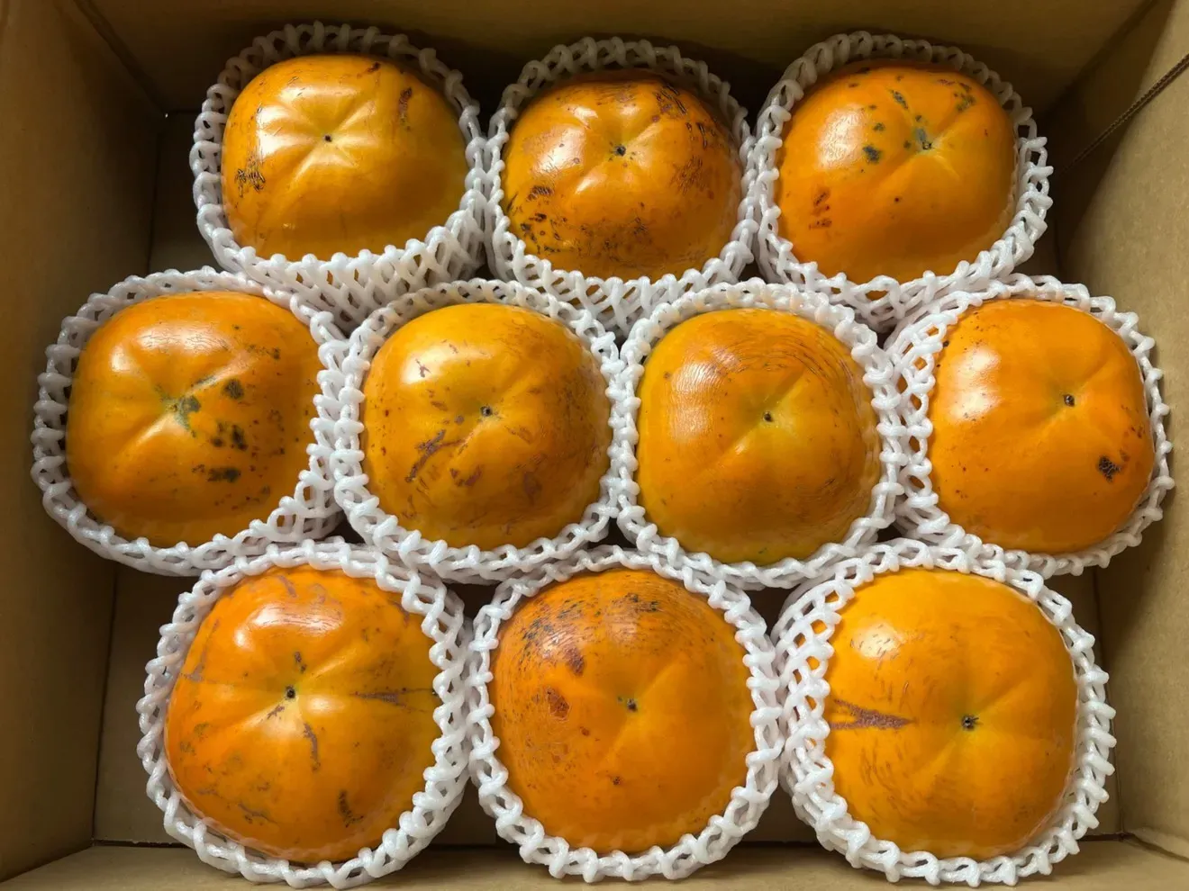 表面キズ等あり
福岡県産たいしゅう(太秋)柿【10玉、Lサイズ】