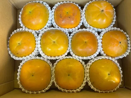 福岡県産たいしゅう(太秋)柿【Lサイズ、10玉】