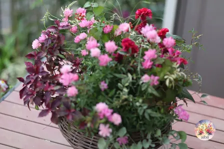 ミニバラ「ほほえみ」とケイトウの寄せ植えバスケット