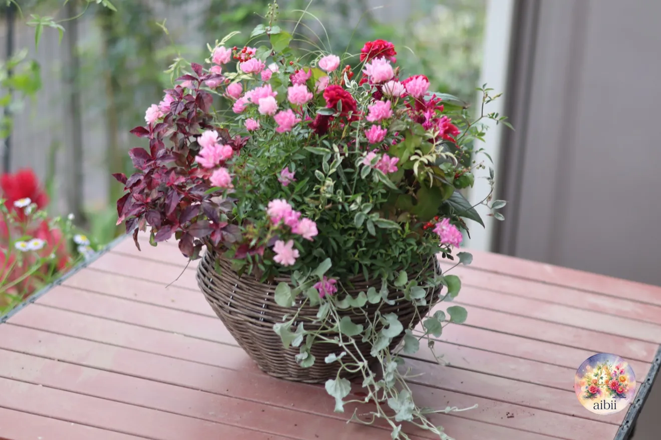 ミニバラ「ほほえみ」とケイトウの寄せ植えバスケット