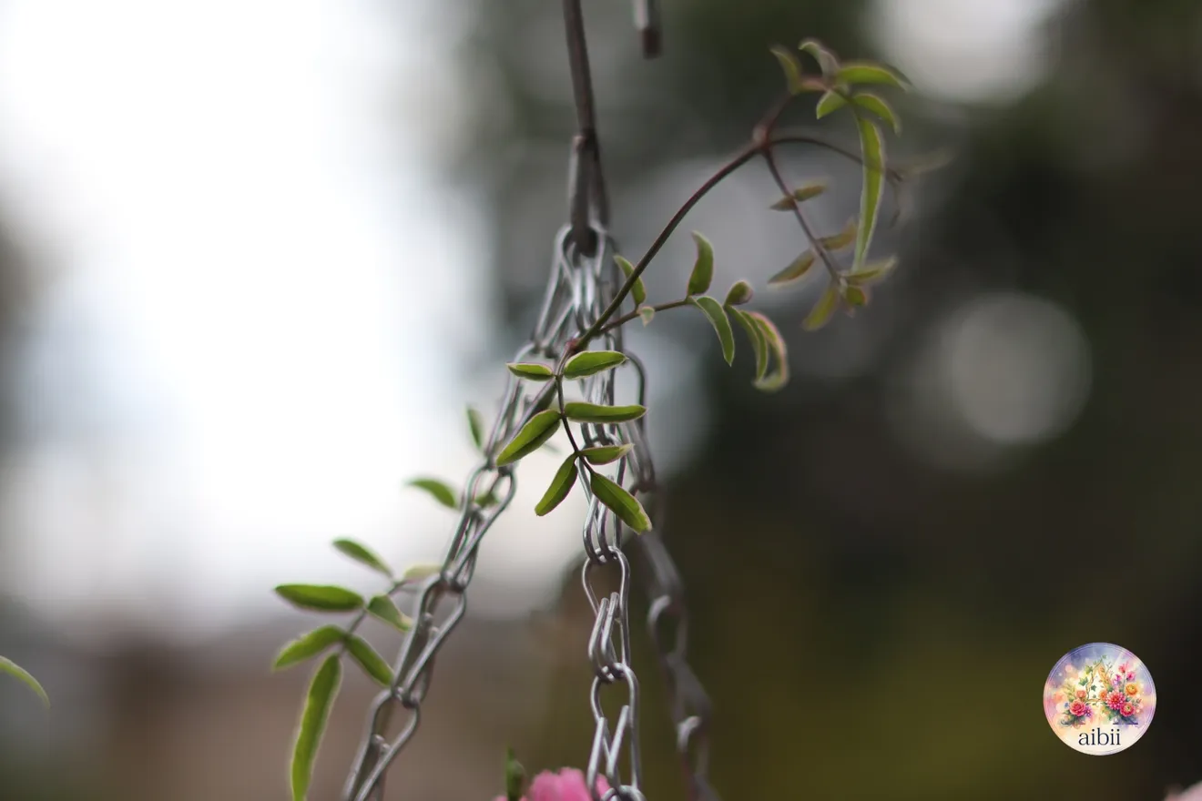 ミニバラ「ほほえみ」のハンギングバスケット寄せ植え