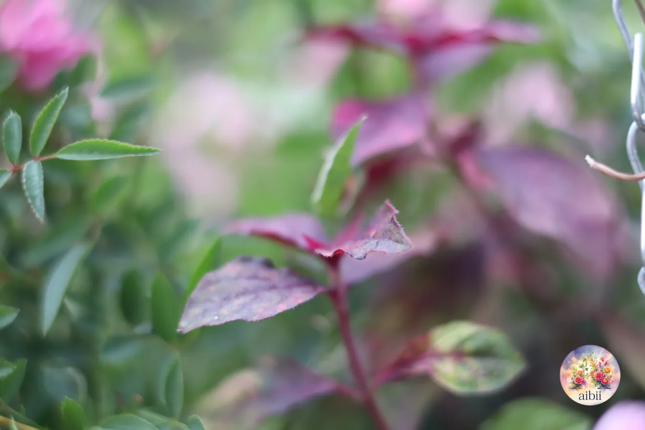 ミニバラ「ほほえみ」のハンギングバスケット寄せ植え