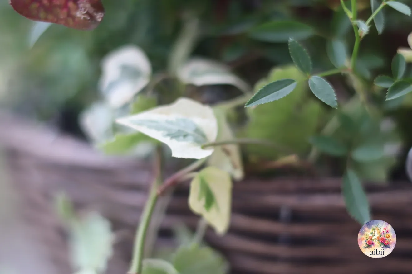 ミニバラ「ほほえみ」のハンギングバスケット寄せ植え