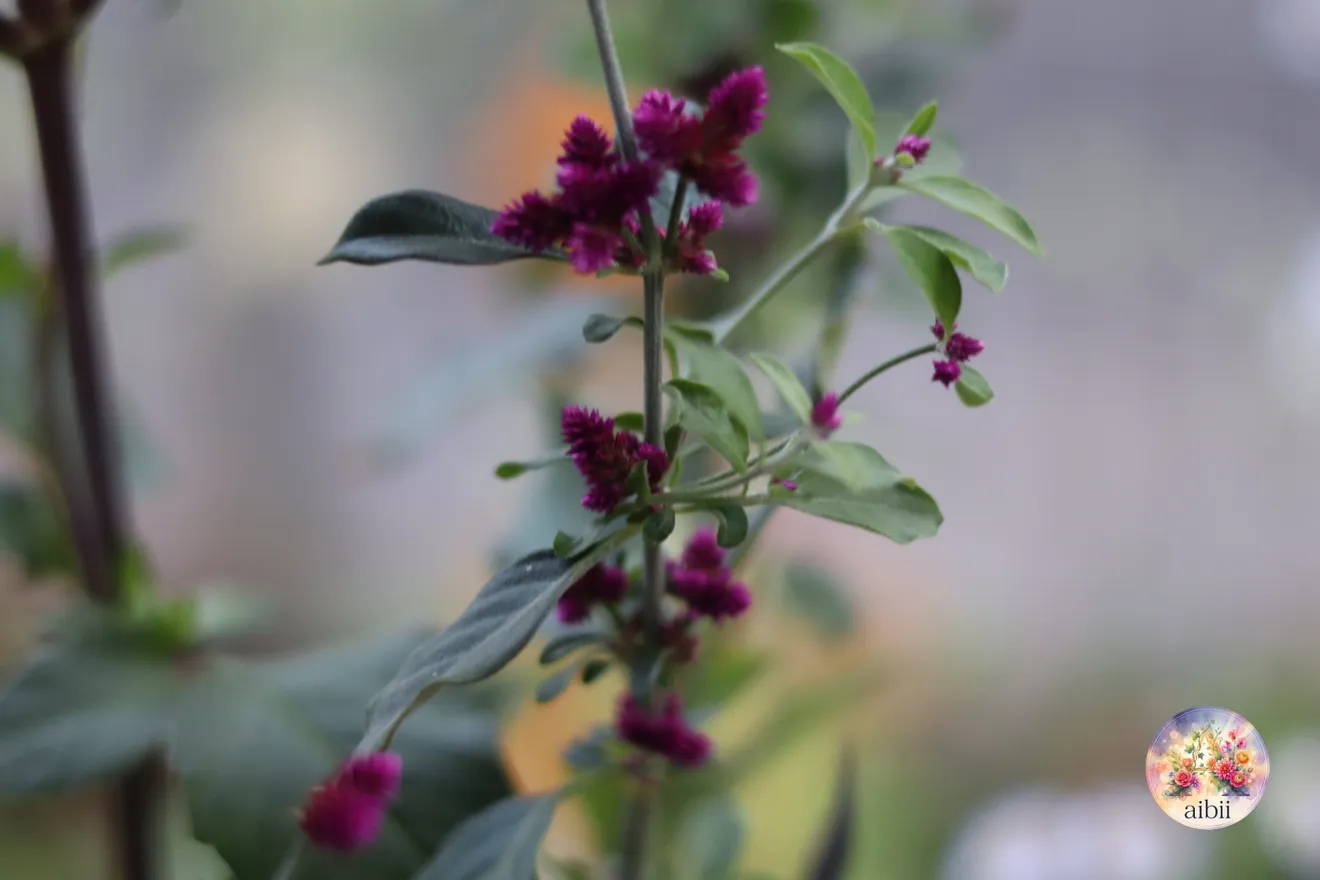 深紅のダリア「黒蝶」とペンタスの寄せ植え　白いアンティーク陶器鉢
