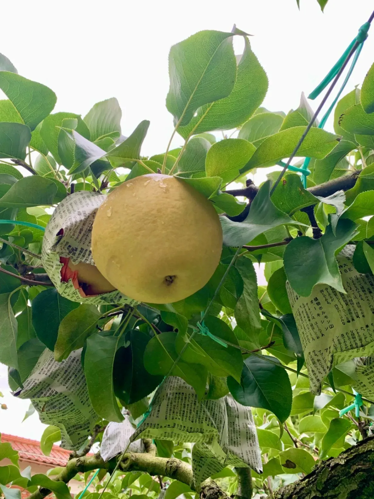 【島根県産】シャリっとジューシー！新興梨（しんこう）家庭用 3kg｜大玉・日持ち◎