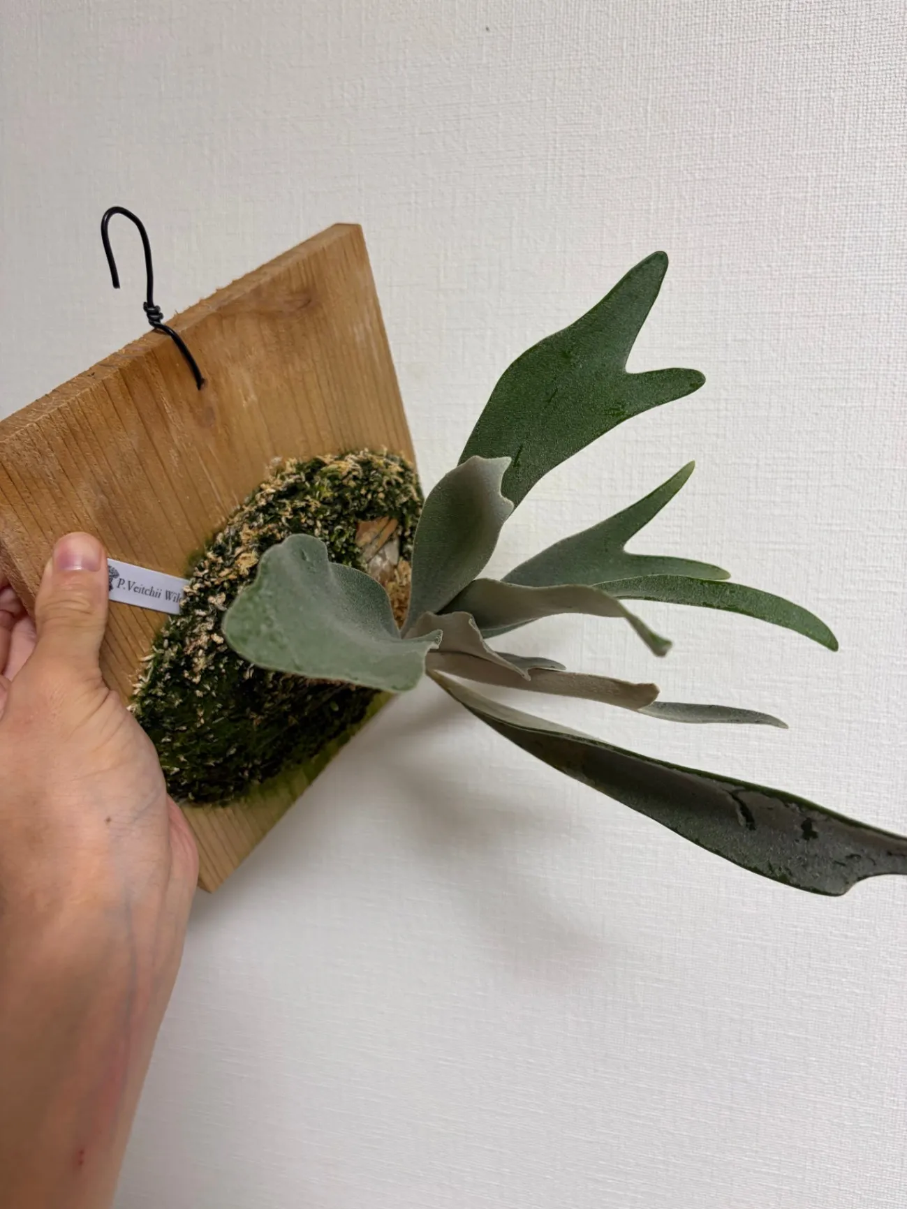ビカクシダ【ベイチー】｜板付・お部屋のグリーンに