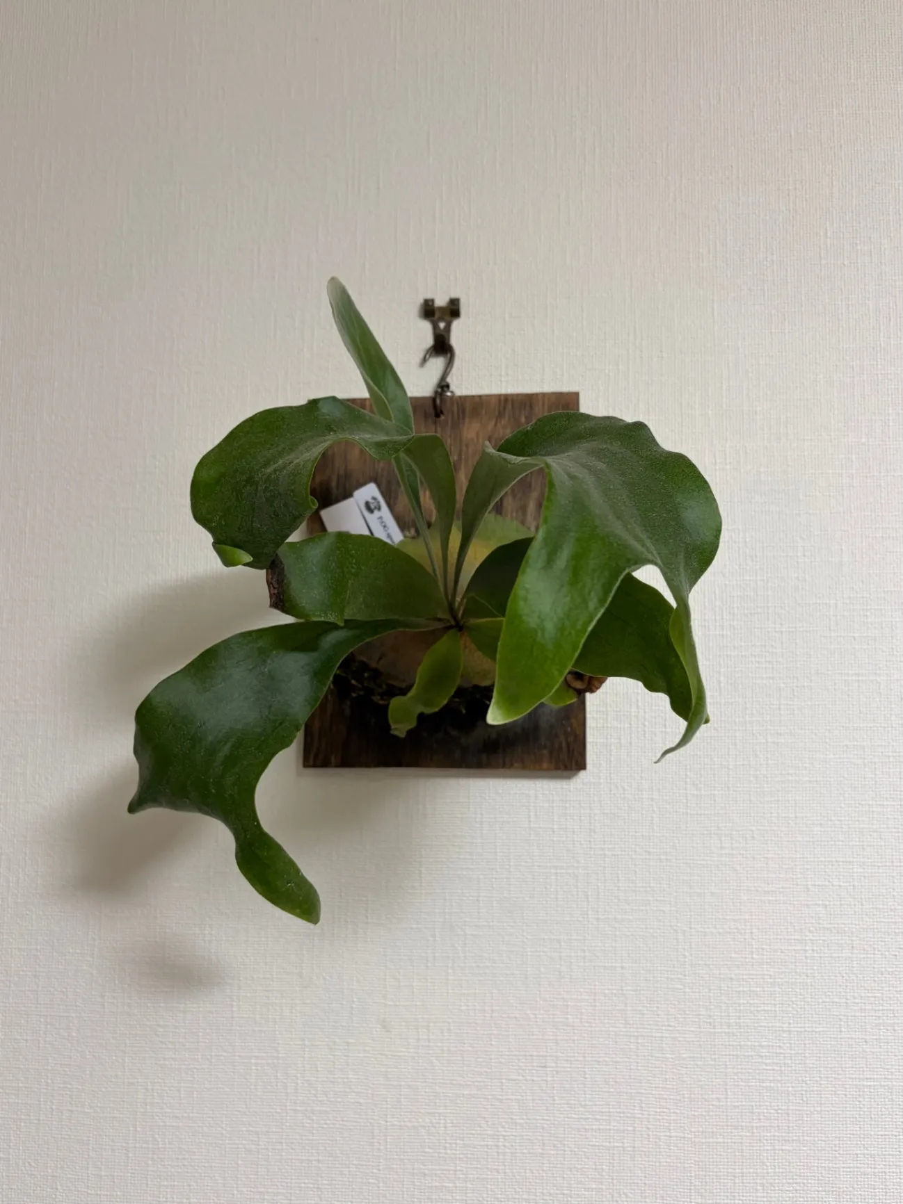 ビカクシダ 胞子培養株