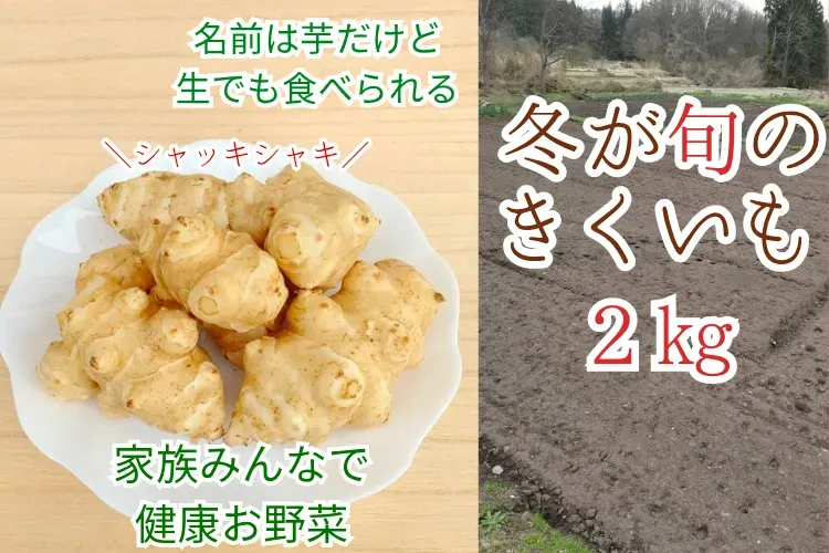 【菊芋】きよちゃんの健康野菜【秋の味覚】