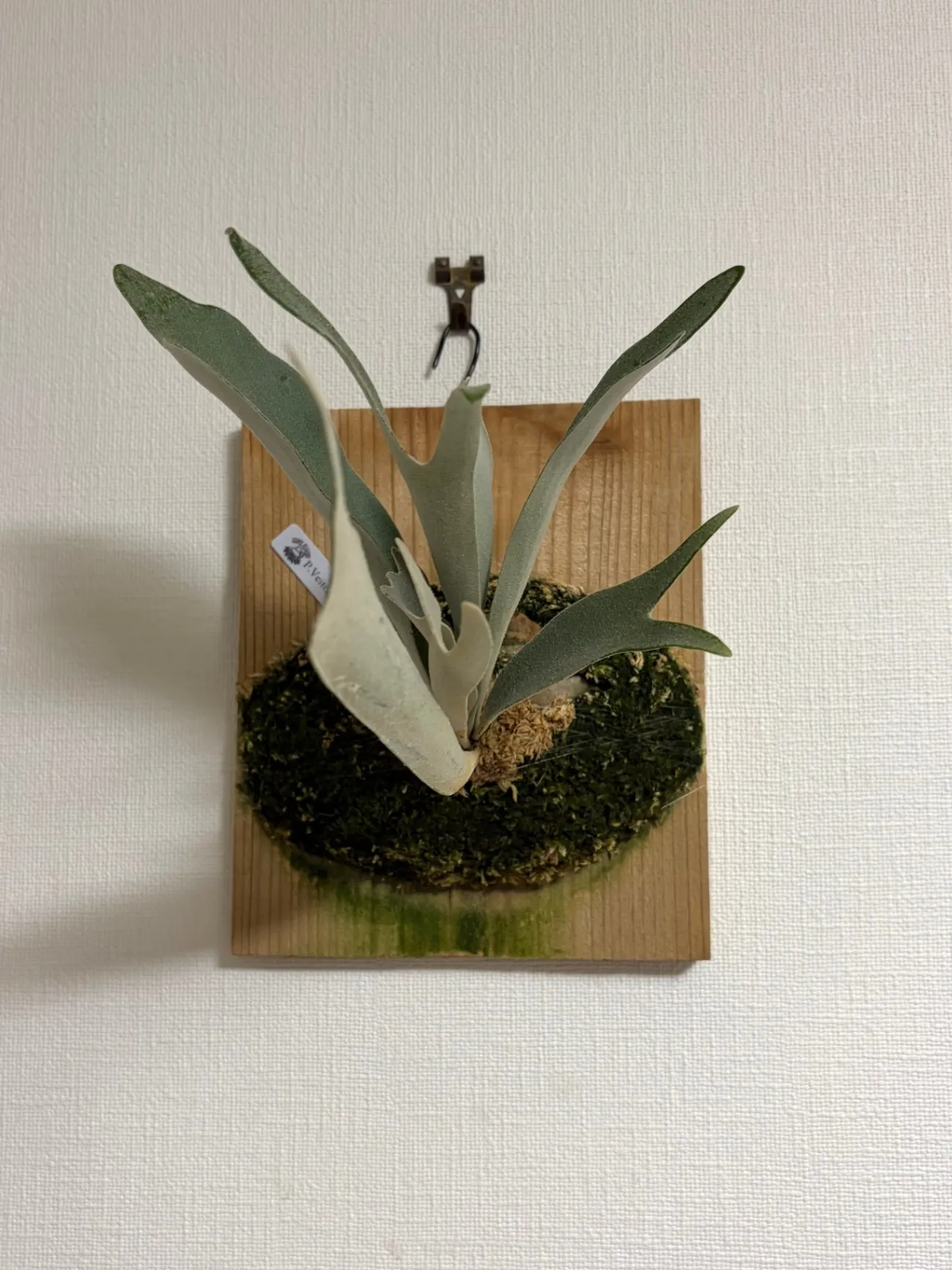ビカクシダ【ベイチー】｜板付・お部屋のグリーンに