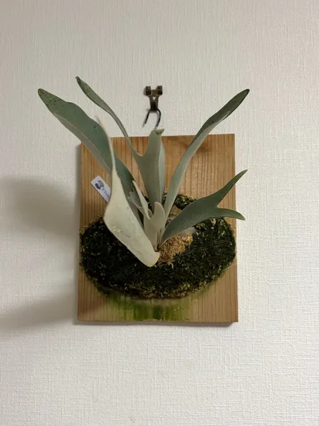 ビカクシダ【ベイチー】｜板付・お部屋のグリーンに